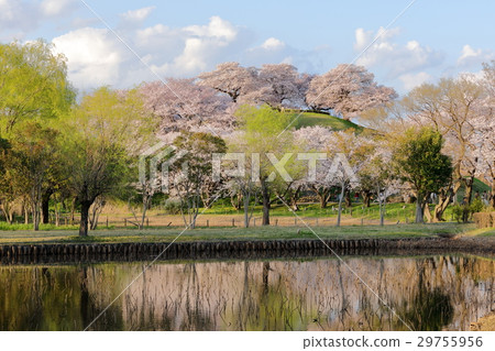 Sakitama古墓的春天丸山墓 29755956