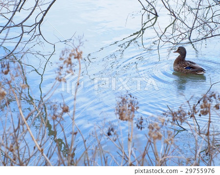 Lake surface and ducks in winter Lake surface and ducks in winter 29755976