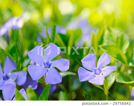 Periwinkle Vinca blue spring flowers in the forest Periwinkle Vinca blue spring flowers in the forest 29756842