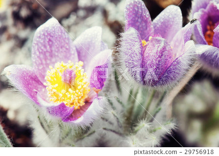 Dewy Pulsatilla slavica in spring meadow, filter Dewy Pulsatilla slavica in spring meadow, filter 29756918
