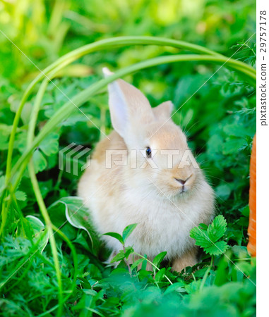 Little rabbit on green grass 29757178