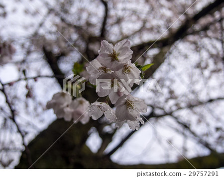 [伊豆]雨後的櫻花[Syuzenji Onsen] 29757291