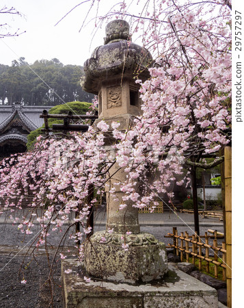 [伊豆]修善寺地的櫻花樹和石燈籠哭泣[春天] 29757297
