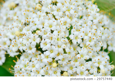 Blooming Viburnum lantana close-up 29757440