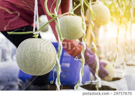 Worker harvesting melon in melon farm Worker harvesting melon in melon farm 29757670