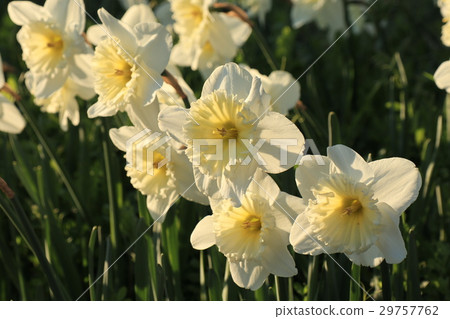 Trumpa Narcissus: Yamadakeke Park: Osaka Prefecture Hirakata-shi Trumpa Narcissus: Yamadakeke Park: Osaka Prefecture Hirakata-shi 29757762