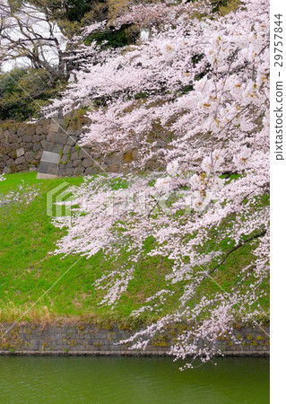 Chidori的櫻花於2017年4月開花 29757844