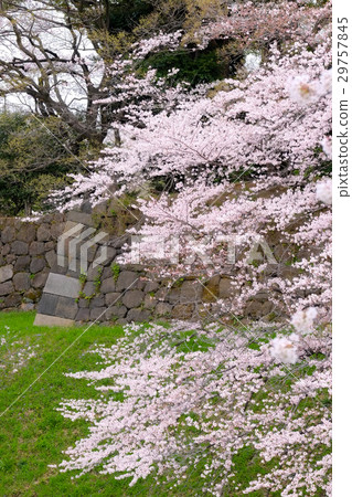 Chidori的櫻花於2017年4月開花 29757845