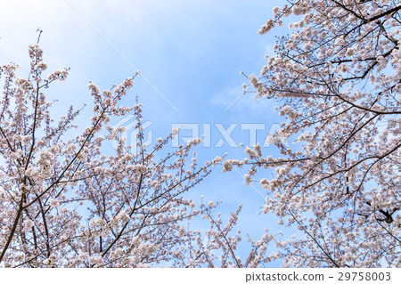 Blue sky and cherry blossoms 29758003