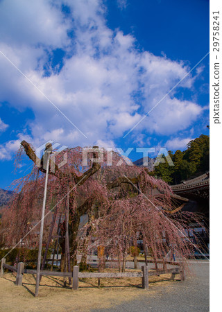 下落的櫻花菩薩山寺廟 下落的櫻花菩薩山寺廟 29758241