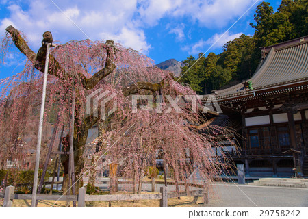 Fallen cherry blossom buddha mountain temple Fallen cherry blossom buddha mountain temple 29758242