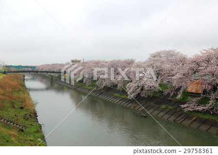 Cherry blossoms in Saikawa (Gifu prefecture Ogaki-shi, Sumida) 29758361