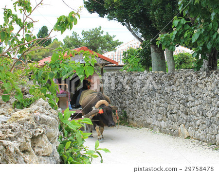 竹富島水牛城 竹富島水牛城 29758478