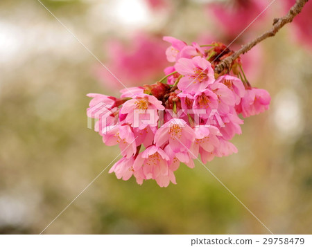 Cherry Blossom	 29758479