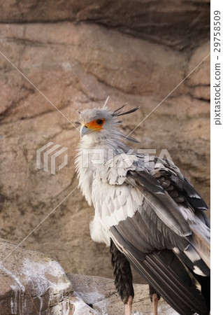 Snake Snake 10 29758509