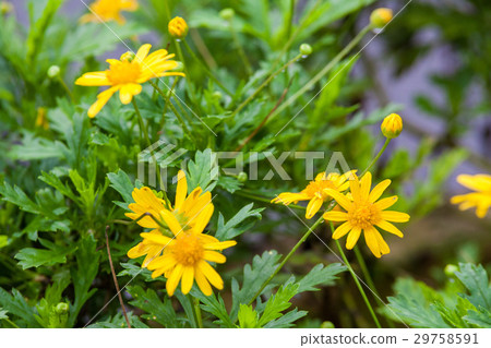 Real flowers and leaf for background 29758591