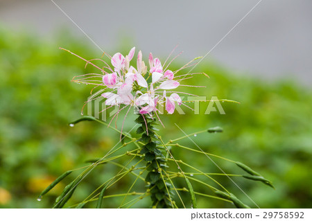 Real flowers and leaf for background 29758592