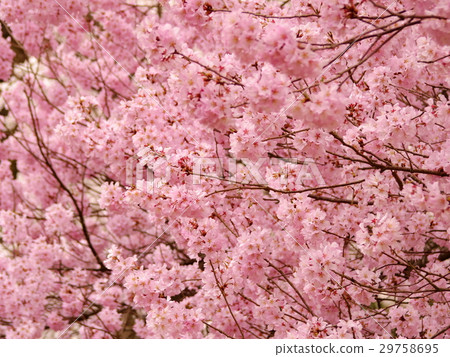 Cherry tree in full bloom  Cherry tree in full bloom  29758695