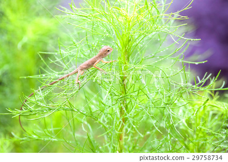 Real lizard resting on a wet green leaf Real lizard resting on a wet green leaf 29758734