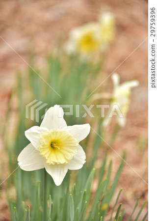 Narcissus Narcissus 29759396