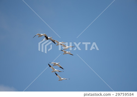 Hakugan fly to the blue sky back 29759584