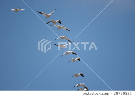 Hakugan fly to the blue sky back 29759585