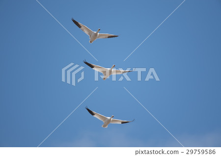 Hakugan fly to the blue sky back 29759586