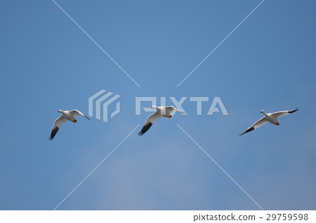 Hakugan fly to the blue sky back 29759598