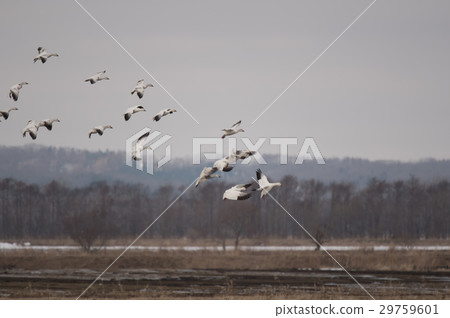 Hakugane在途中被Tokachi平原攔住了 29759601