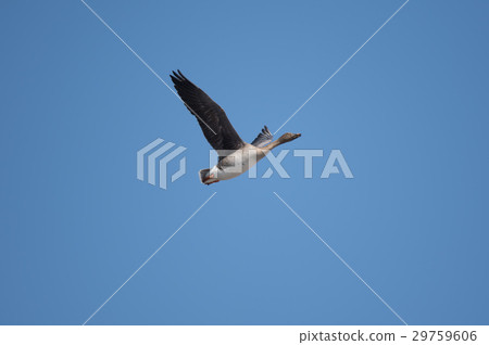 Hikikui fly to the blue sky back 29759606