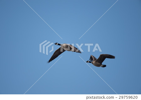 山雀飛回藍天 29759620