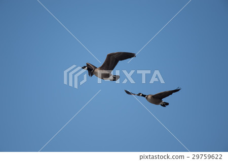 山雀飛回藍天 29759622