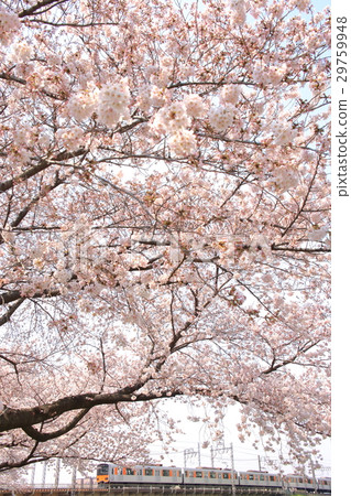 東武東上線和櫻花 29759948