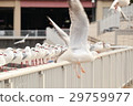Seagull 2 29759977