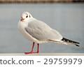 Seagull 4 29759979