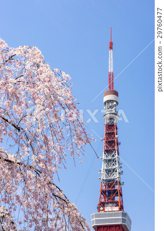 Tokyo Tower and Debris Cherry Blossoms 29760477