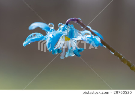 Blue blossom flower spring snowdrop Scilla Squill Blue blossom flower spring snowdrop Scilla Squill 29760520