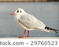 Seagull 5 29760523