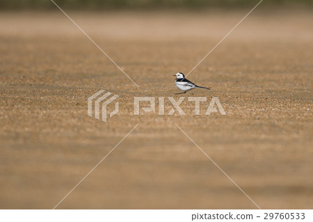 Wagtail 29760533