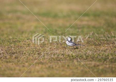 Wagtail 29760535