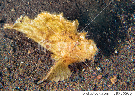 yellow leaf fish underwater close up macro yellow leaf fish underwater close up macro 29760560