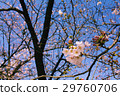 Blue sky and cherry blossoms 29760706