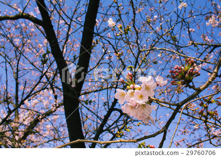 Blue sky and cherry blossoms 29760706