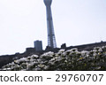 Sky Tree and Margaret (Horizontal) 29760707