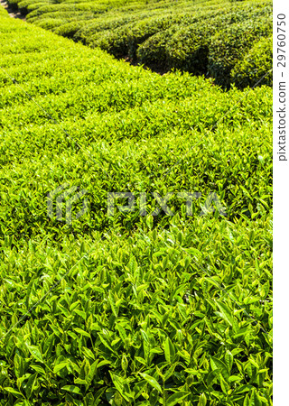 tea plantation in the mountaintop 29760750