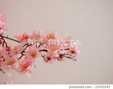 COLOR PHOTO OF CHERRY BLOSSOM IN FULL BLOOM COLOR PHOTO OF CHERRY BLOSSOM IN FULL BLOOM 29761045