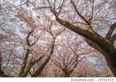 櫻桃樹 櫻桃樹 29761414