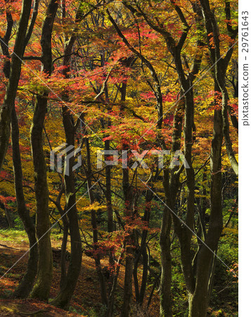 秋葉林(富山縣) 秋葉林(富山縣) 29761643