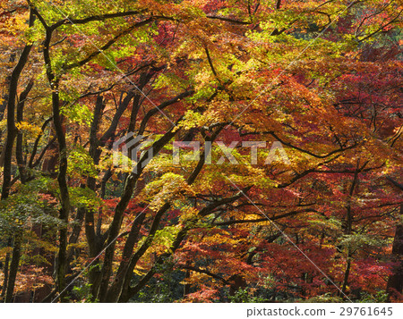 秋葉林(富山縣) 秋葉林(富山縣) 29761645