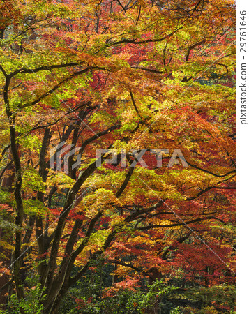 Forest of autumn leaves (Toyama Prefecture) Forest of autumn leaves (Toyama Prefecture) 29761646